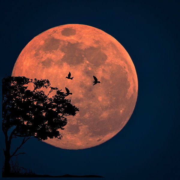 SuperMoon Fantasy by Petro Luft