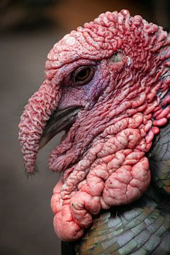 turkey by Jamie Elbersen