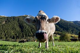 Vache alpine Autriche sur Maurice van de Waarsenburg