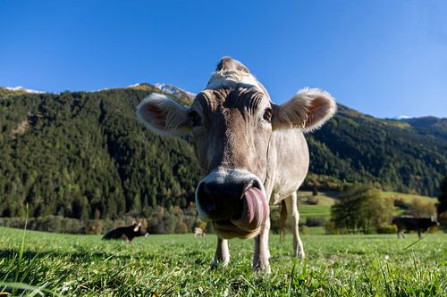 Alpenkuh Österreich