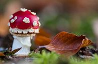 Kleine paddenstoel van Evelyne Renske thumbnail