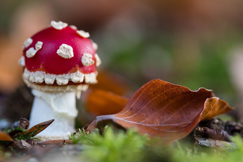Kleine paddenstoel van Evelyne Renske
