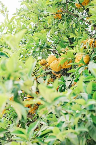 Oranje sinaasappels midden in Valencia // Spanje // Reis- en Straatfotografie