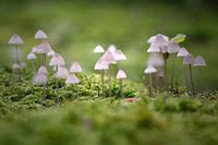 Kleine Pilzleuchten