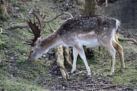Hert in de duinen