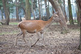 hert von marijke servaes