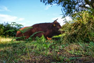 Nederlandse natuur l moeras van Gert jan Aret