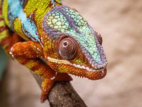 The colour wonder - the Panther Chameleon