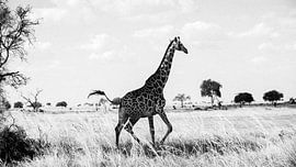 giraffe in Mikumi National park, Tanzania