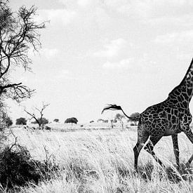 giraffe in Mikumi National park, Tanzania van Michel Kottelaar