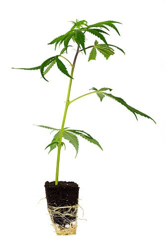Cannabis snijden
