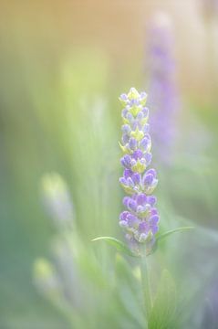 Lavenders in the garden van Foto A de Jong