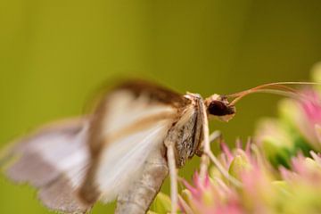 A close-up of a boxwood moth