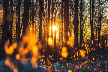Zonsondergang in het winterse bos van Catrin Grabowski