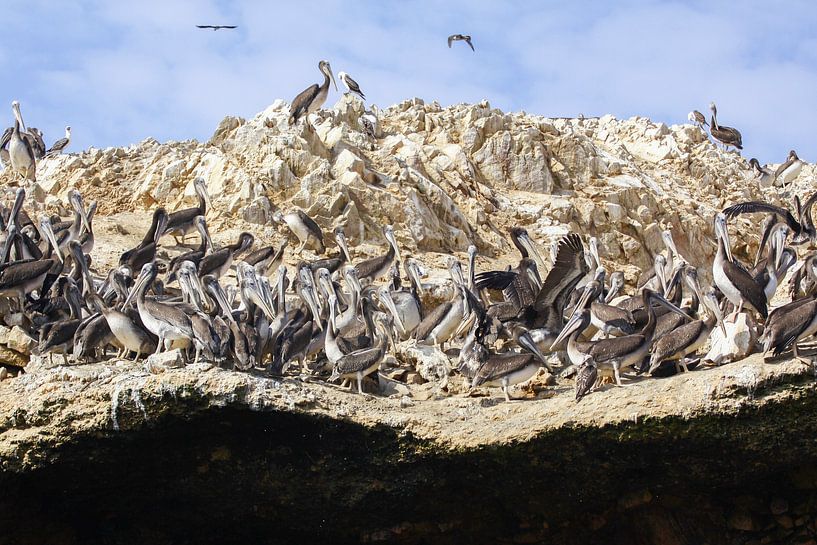 Pelikanrock von Andrew van der Beek