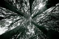 High trees - into the trees by Jacqueline Lemmens thumbnail