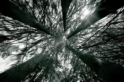 Hoge bomen - into the trees