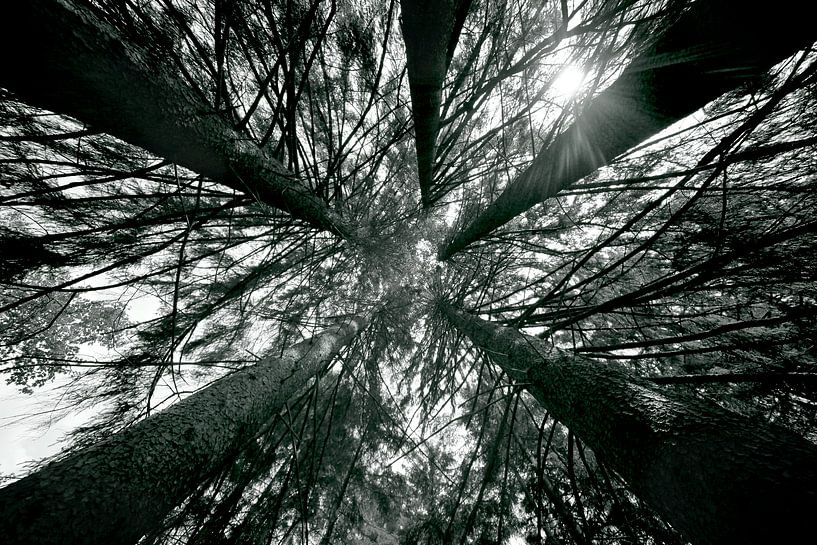 High trees - into the trees by Jacqueline Lemmens
