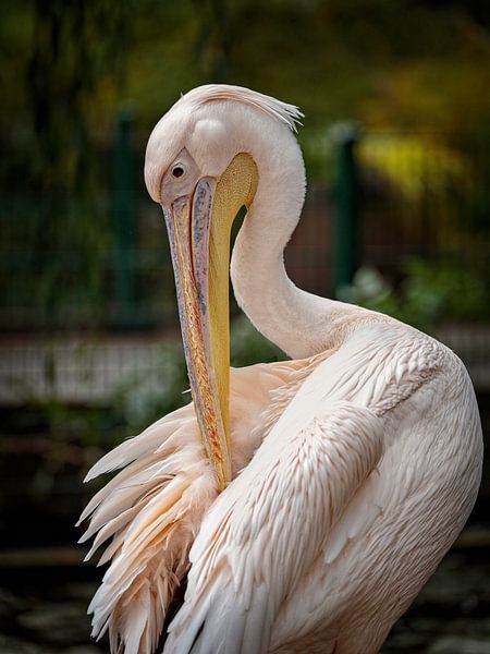 Pelican by Rob Boon