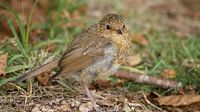 Roodborst, jong en nieuwsgierig