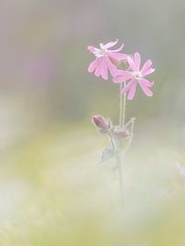 Cuckoo flower with morning dew by Karin Bijpost