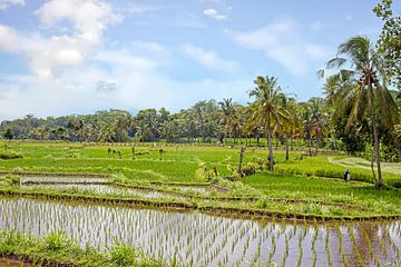 Rijstveld op het platteland van Java Indonesië Azië van Eye on You