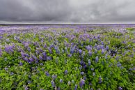 Field of Lupine Iceland wit dark Sky par Daan Kloeg Aperçu