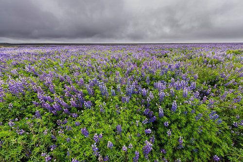 Field of Lupine Iceland wit dark Sky