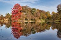 Der schönste Baum