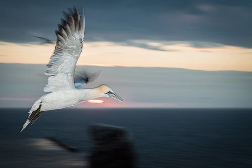 Jan van Gent in de vlucht