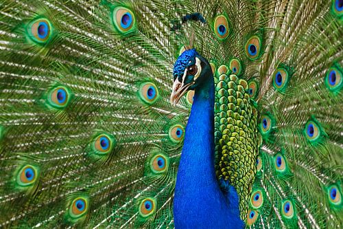 Blue Peacock