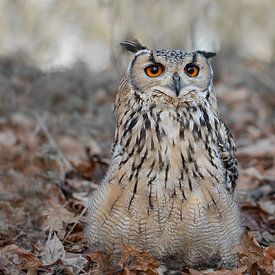der Uhu... von M. B. fotografie
