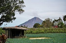 Cultures maraîchères sous le mont Sinabung sur Frank Photos