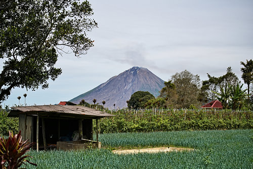 Groenteteelt aan de voet van de Sinabung