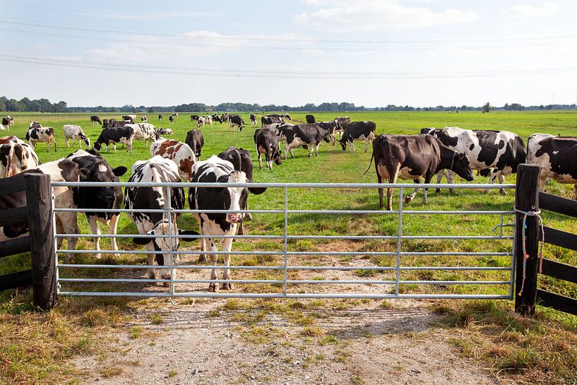 Cows behind a fence by Peter de Kievith Fotografie