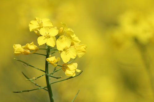 Gele Bloem by Ilona Versloot