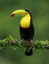 Keel-Billed Toucan by Dick van Duijn thumbnail