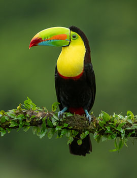 Tukan