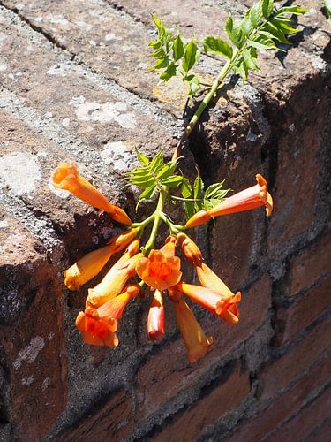 Trompetter op Italiaans muurtje