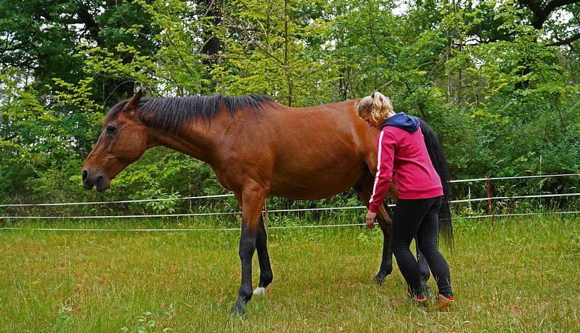 Trakehner Feldmeyer met eigenaar in de wei van Babetts Bildergalerie