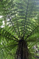 Fougère arborescente
