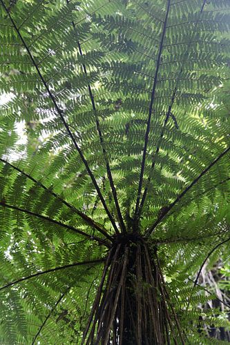 Baumfarn