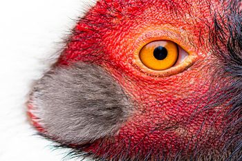 Bunte Details Kopf Weißhalskranich