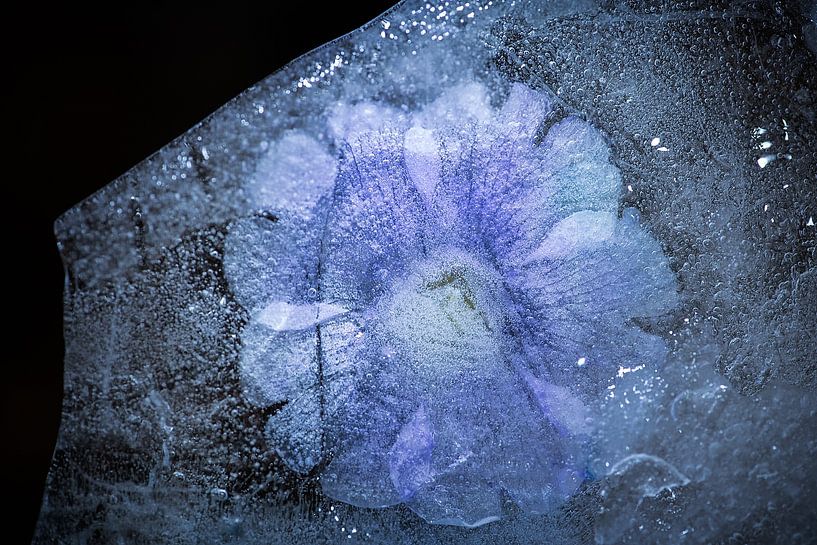 Frozen beauty 06 by Nathalie De Saegher