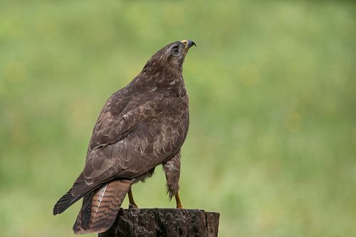 Buizerd ziet wat vliegen