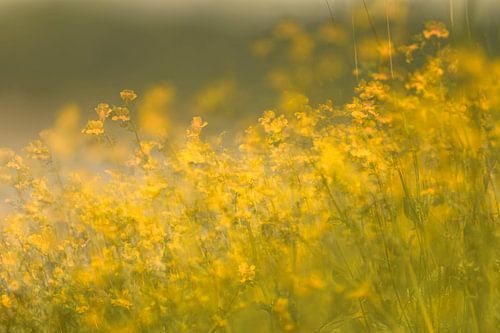 Blumen Teil 482 von Tania Perneel