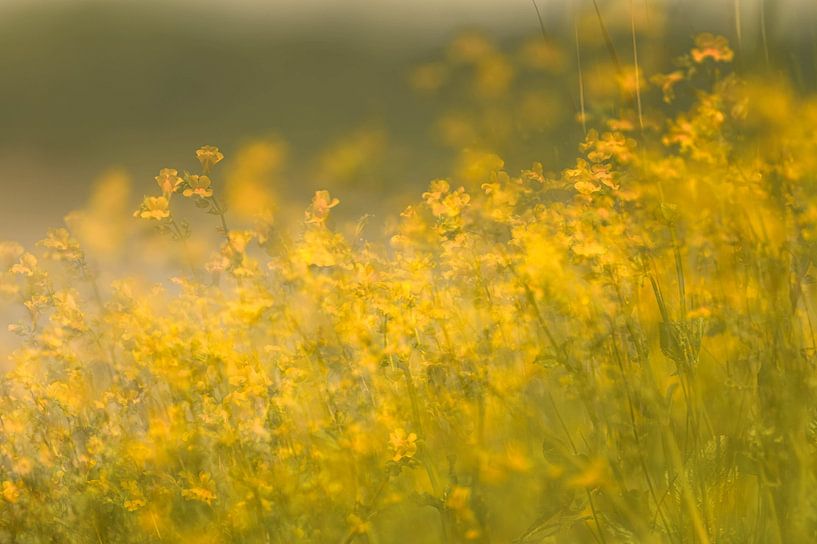 bloemen part 482 van Tania Perneel