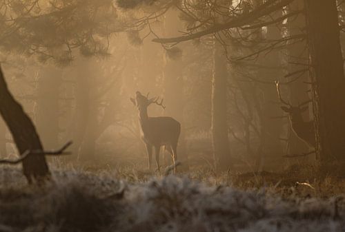 Nebliger Morgen im Wald