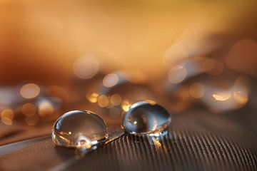 Inkognito von Carla Mesken-Dijkhoff