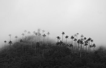 Des palmiers dans la brume